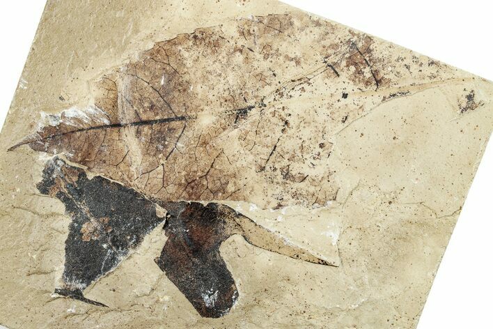 Fossil Leaf Plate - Green River Formation, Utah #256812